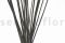 Large Box with 20 Stems of Black Dried Elephant Reed